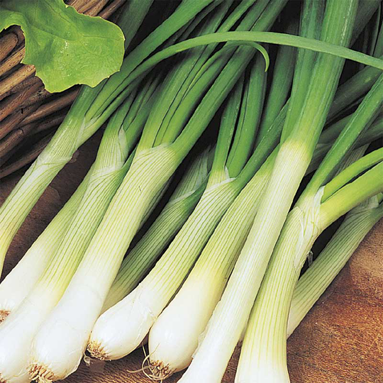 Silverlök 'Tonda Musona'