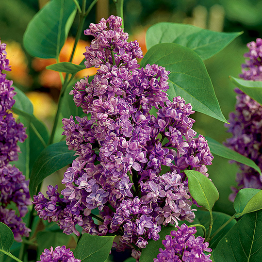 Syren, Syringa vulgaris Charles Joly'
