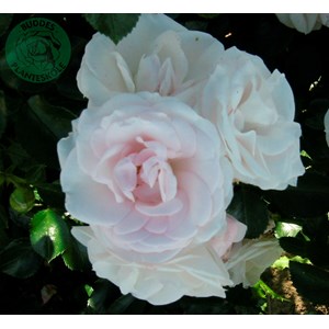 Flerblommig buskros 'Aspirin Rose' 5-pack