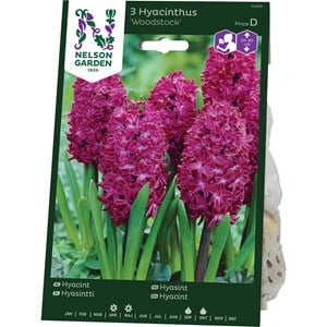 Höstlök Nelson Garden Hyacint Woodstock Mörkt Purpurröd