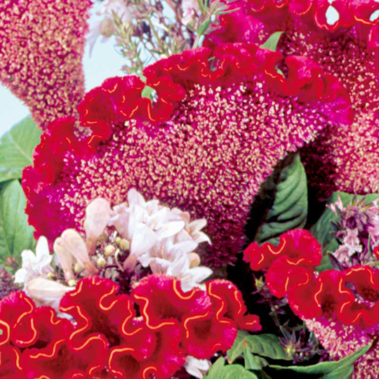 Tuppkam 'Bombay Fire'