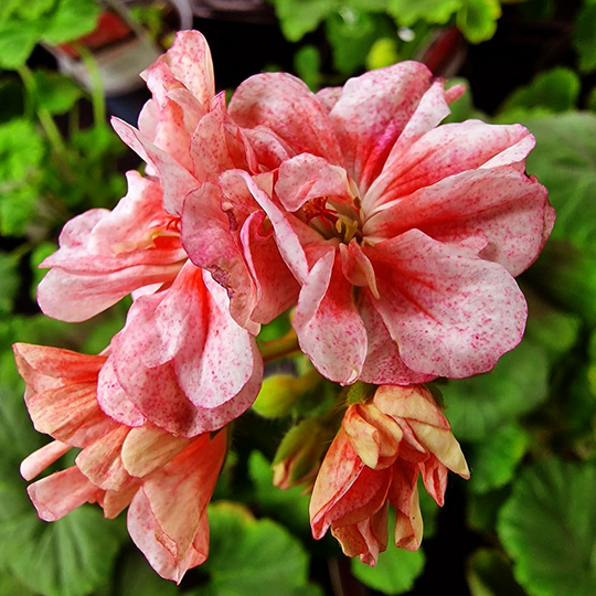 Zonalpelargon 'Goosebrook Jackey Tickner'