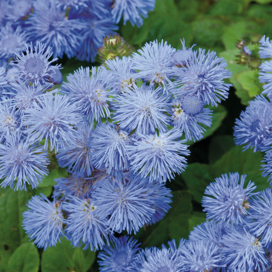 Ageratum 'Blue Mink'