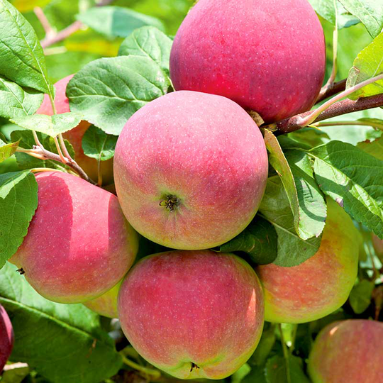 Äpple 'Röd Melba', svagväxande