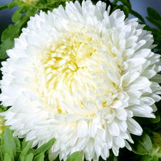 Aster Paeony, white