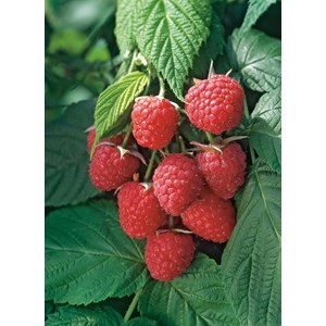 Hösthallon mörkrött 'Autumn Bliss', 30-50 cm 1-pack