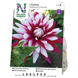 Vårlök Nelson Garden Dekorativdahlia Rebecca's World Hög