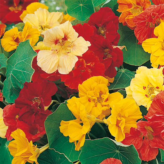 Indiankrasse 'Jewel', mix