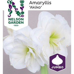 Jumbolök Nelson Garden Amaryllis Akiko Dubbel Vit