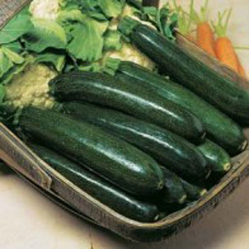 Squash 'Astia' F1