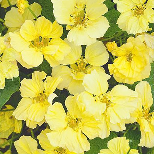 Indiankrasse 'Moonlight'