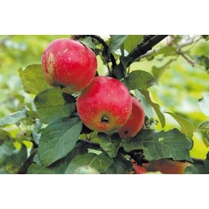 Äpple 'Alice'