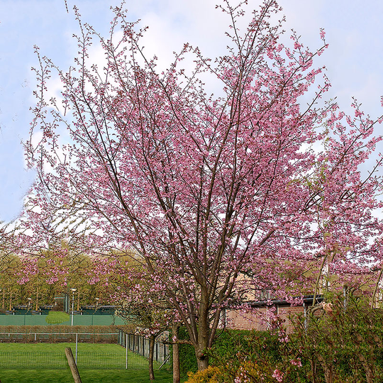 Bergkörsbär, Prunus sargentii