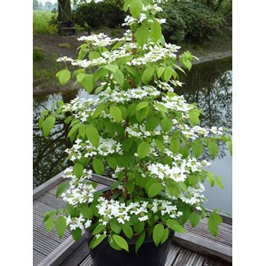 Japansk olvon 'Kilimandjaro', 5-pack