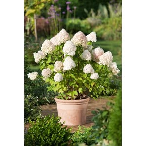 Vipphortensia 'Limelight' CO 1-pack
