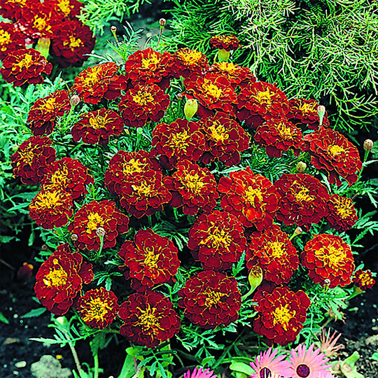 Tagetes 'Carmen'