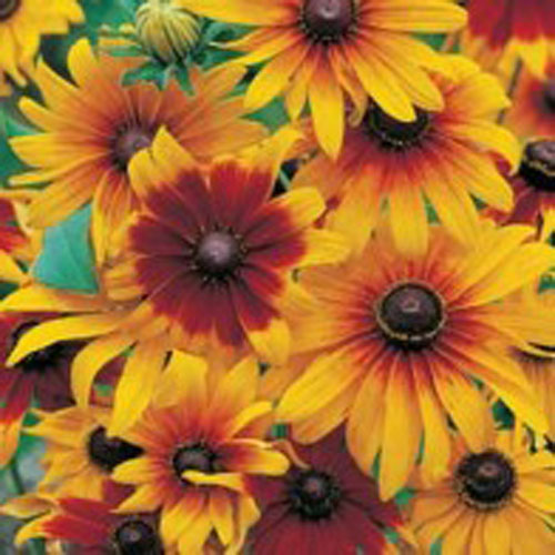 Sommarrudbeckia 'Gloriosa Daisy'