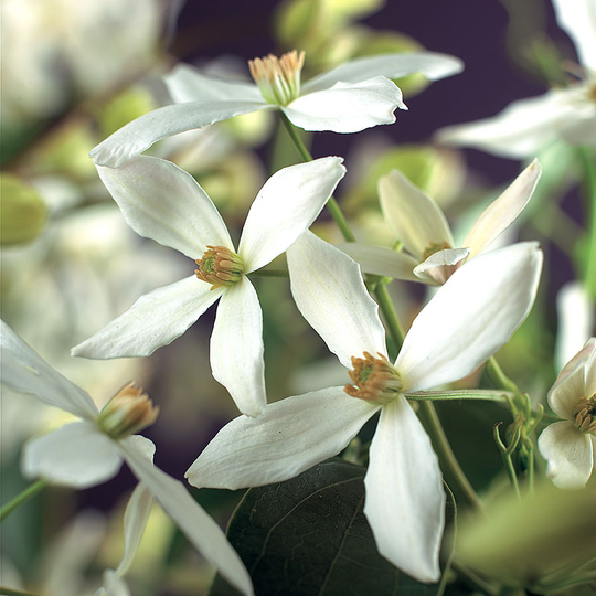 Clematis armandii