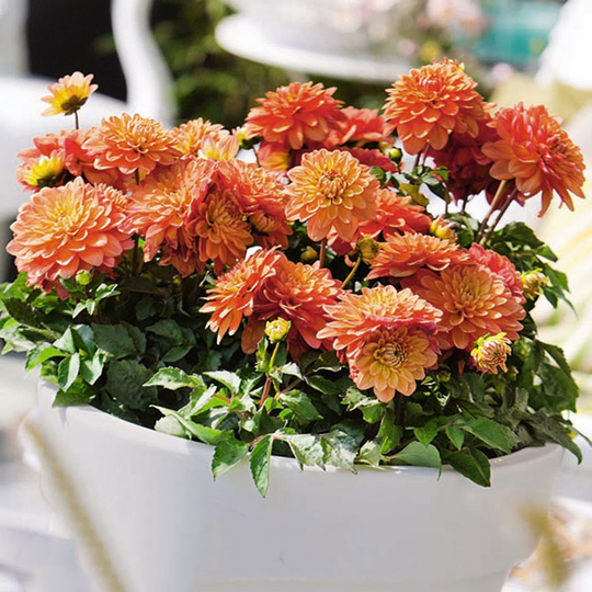 Dekorativdahlia 'Gallery Pablo'
