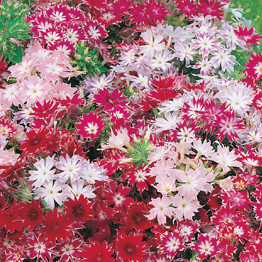 Sommarflox 'Twinkle Mixed'