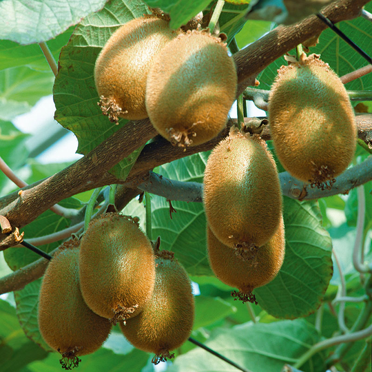 Kiwi 'Jenny'