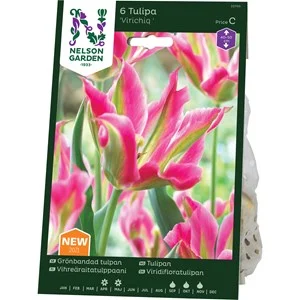 Höstlök Nelson Garden Grönbandad Tulpan Virichiq