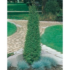 Irländsk pelar-en 'Hibernica', 80-100 cm 5-pack