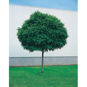Klotrobinia 140-160 cm