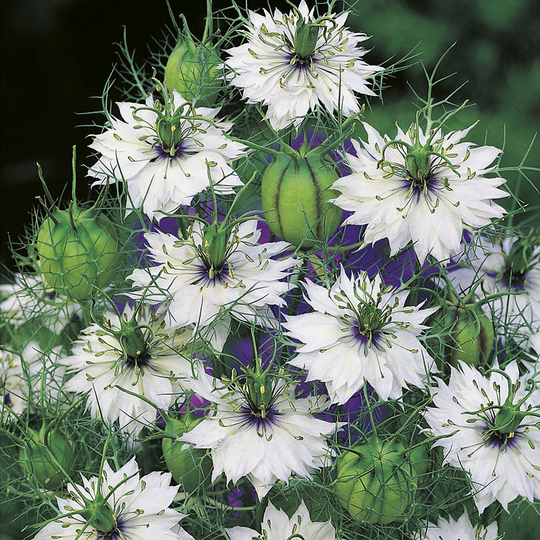 Jungfrun i det gröna 'Miss Jekyll Alba'