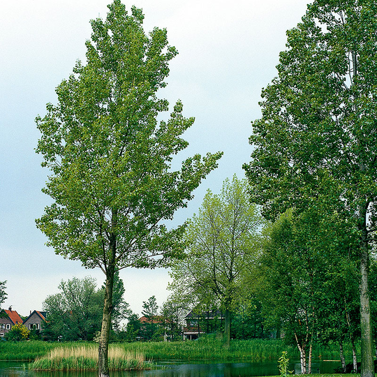 Pelarasp, Populus tremula 'Erecta'