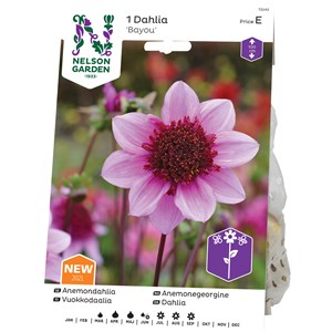 Vårlök Nelson Garden Dahlia Hög anemon Bayou Lavendel