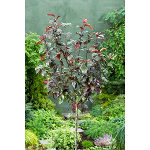 Rönnbärsapel 'Scarlett' Sh 120 cm
