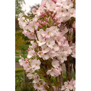 Japanskt prydnadskörsbär 'Ama-no-gawa' Sh 120 cm