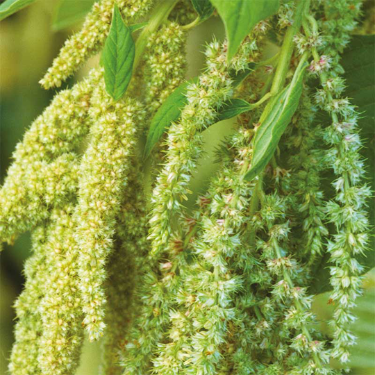 Rävsvans 'Green Cascade'