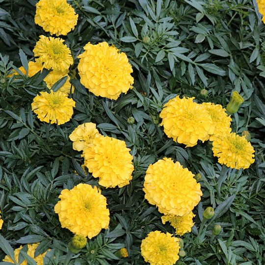 Tagetes 'Petite Gelb'