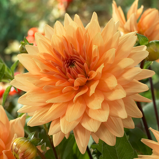 Dekorativdahlia 'Noordwijks Glorie'