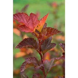 Smällspirea 'Little Angel', 5-pack