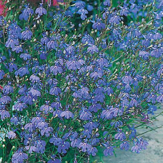 Hänglobelia 'Sapphire'