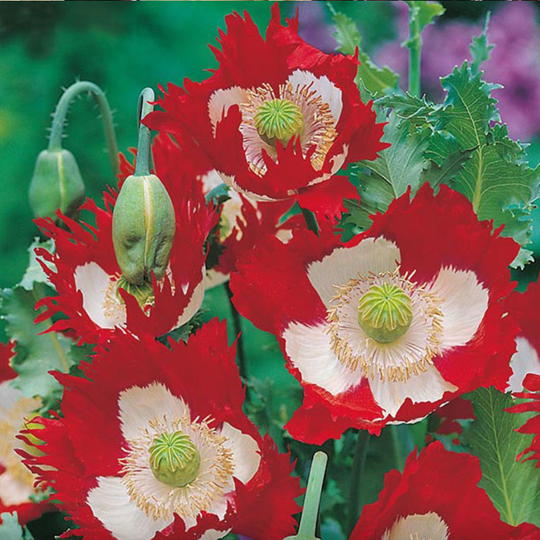 Opievallmo 'Victoria Cross'