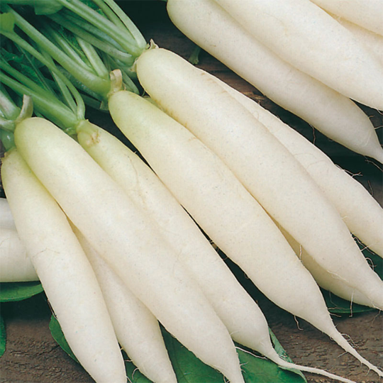 Rädisa 'Long White Icicle'