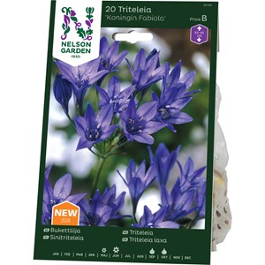 Höstlök Nelson Garden Bukettlilja Koning Fabiola Blå