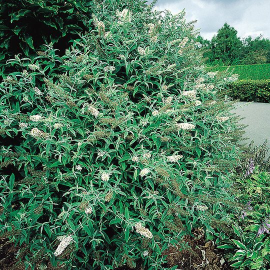 Syrenbuddleja 'White Profusion'