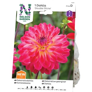 Vårlök Nelson Garden Dekorativdahlia Double Shine Hög