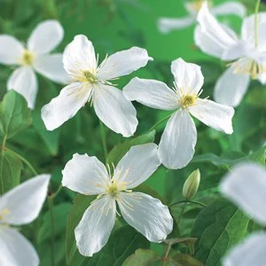 Klematis 'Grandiflora' 3-pack