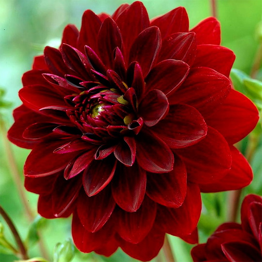 Dekorativdahlia ’Arabian Night’