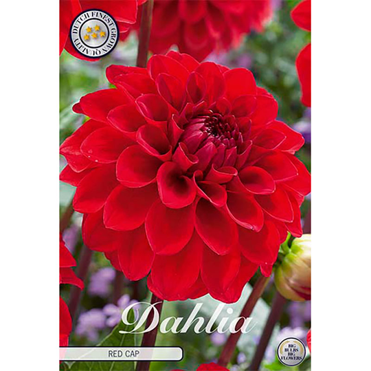 Bolldahlia 'Red Cap'