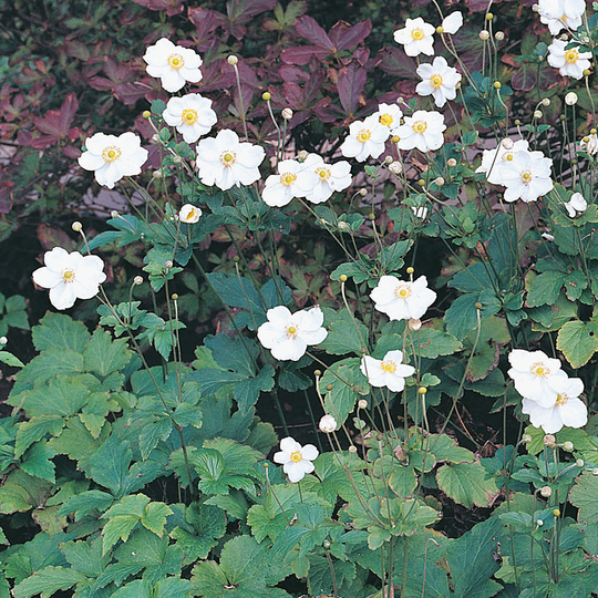 Höstanemon 'Honorine Jobert' 2L, 2-pack
