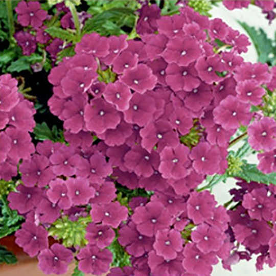Trädgårdsverbena 'Quartz Burgundy'