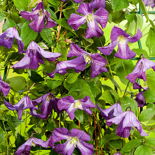 Clematis viticella