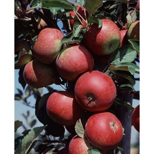 Äpple 'Ingrid Marie' E